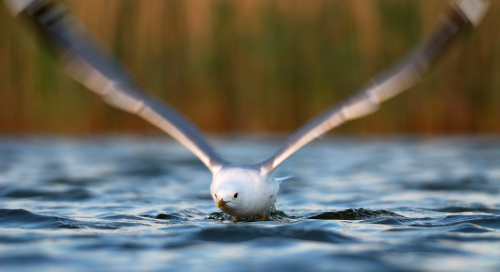 Hõbekajakas (Larus argentatus)