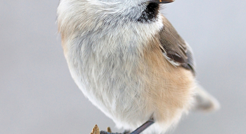 Salutihane ehk sootihane (Parus palustris)