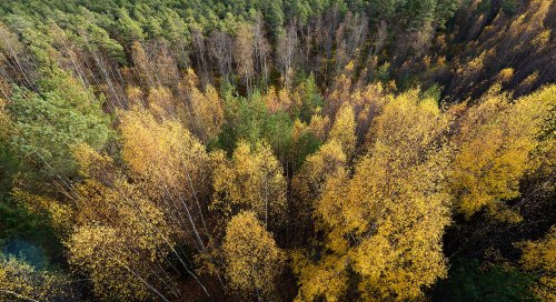 Sügisvärvides mets