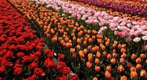 Keukenhof lilleaed