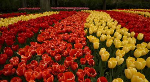 Keukenhof lilleaed