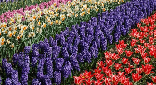 Keukenhof lilleaed