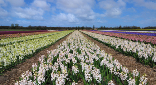 Hüatsint (Hyacinthus) istandus