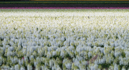 Hüatsint (Hyacinthus)