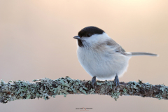 Salutihane ehk sootihane (Parus palustris)