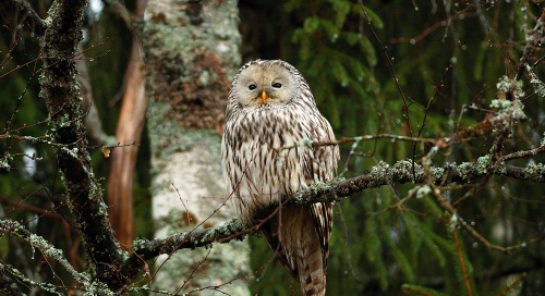 Händkakk (Strix uralensis)