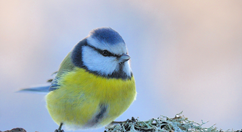 Sinitihane (Parus caeruleus)