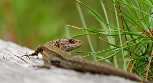 Arusisalik (Zootoca vivipara)