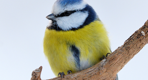 Sinitihane (Parus caeruleus syn. Cyanistes caeruleus)