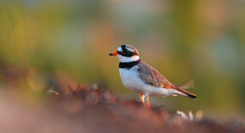 Liivatüll (Charadrius hiaticula)