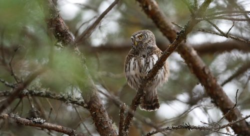 Väike kiskja, Värbkakk (Glaucidium passerinum)