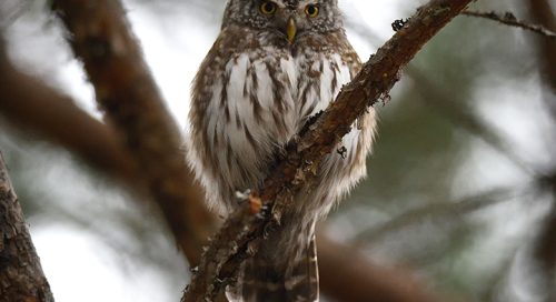 Väike kiskja, Värbkakk (Glaucidium passerinum)