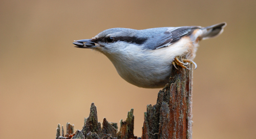 Puukoristaja (Sitta europaea)