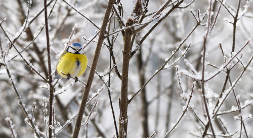 Sinitihane (Parus caeruleus)