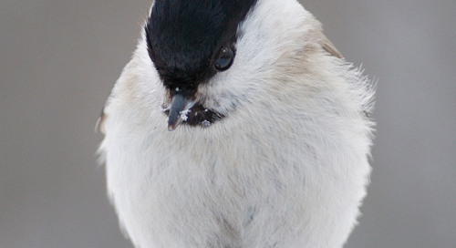 Salutihane ehk sootihane (Parus palustris)