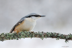 Puukoristaja (Sitta europaea)